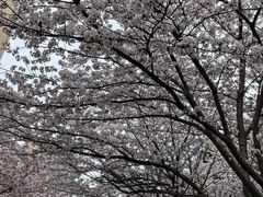 -高东镇樱花园