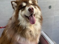 -宠福鑫康馨动物医院·骨科·眼科