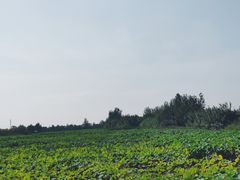 -泗洪洪泽湖湿地景区