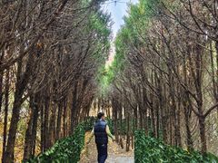 -金钉子远古世界景区