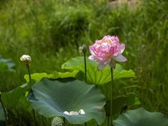 -池杉湖湿地公园