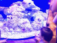 -芜湖新华联大白鲸海洋公园