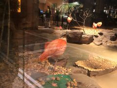 景观位-白虎自助餐厅·真老虎·景观自助餐厅(广州长隆酒店)