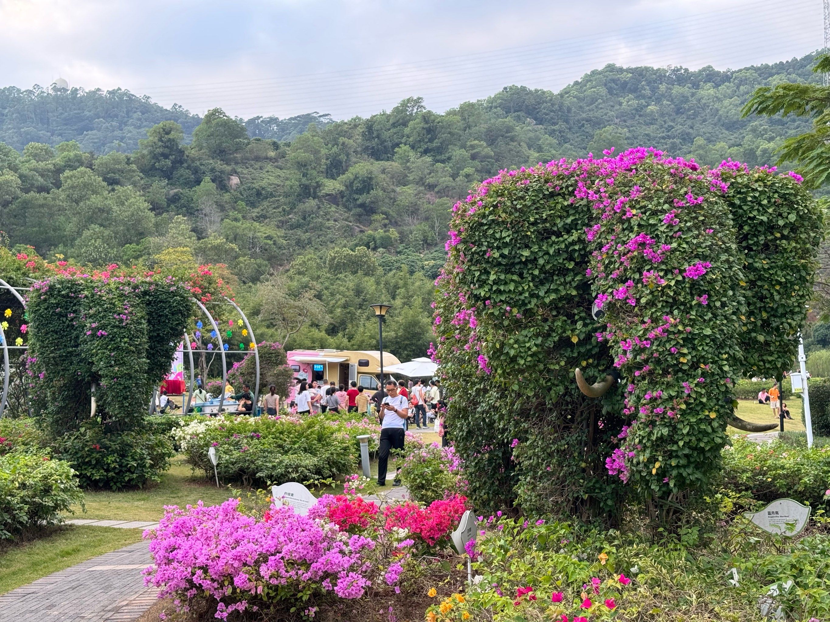 深圳簕杜鹃赏花周