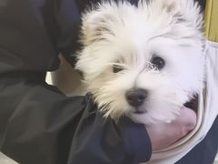 -美联众合动物医院·24h转诊中心