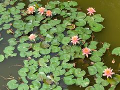 -深圳国际园林花卉博览园