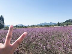 -北京东方普罗旺斯薰衣草庄园