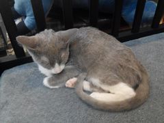 -more than meow吴止猫主题餐厅(承德 中船汇店)