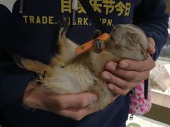 -藦茜花园宠物主题亲子互动体验馆(国顺东路店)