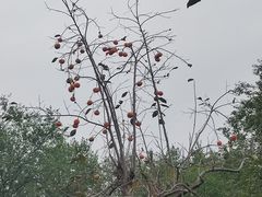 -石家庄市动物园