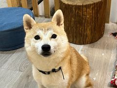 -柴迷FANS CLUB·柴犬狗咖·猫咖