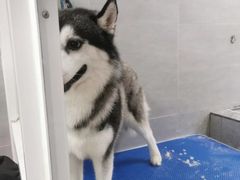 -宠福鑫康馨动物医院·骨科·眼科