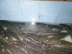 -湘芙蓉·湖南菜(椒江店)