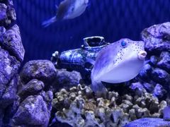 -成都浩海立方海洋公园