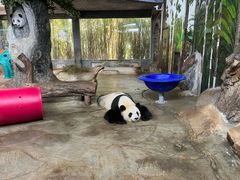 -海南热带野生动植物园