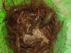 -同銮特种养殖场·龙虾垂钓