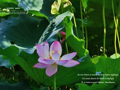 -四川大学(华西校区)