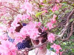 -木兰云雾山