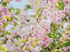 -蔓兰家的四季S0餐厅·融合菜(当代MOMA店)