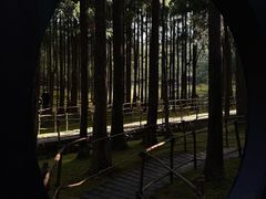 -玉苍山国家森林公园