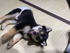 -逗柴咖啡屋·狗咖猫咖宠物桌游