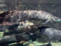 -太平洋海底世界