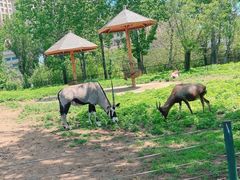 -大连森林动物园