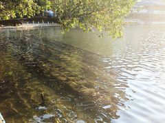 -荔湾湖公园
