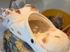 -平行世界·猫咖(首经贸店)