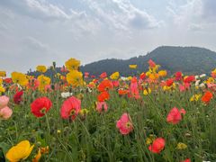 -径山花海