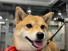 -宠物家(双井店)
