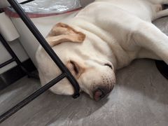 -FAELING PETS美天灵宠物(合生汇店)