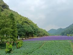-广州市石门国家森林公园
