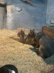 -Zoolung Zoolung动物主题公园(海信广场店)