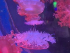 -太平洋海底世界