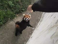 -合肥野生动物园