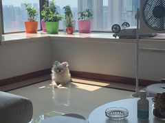 -帕帕拉兹宠物(亚洲旗舰店)