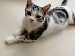 -飞行喵MR PILOT|猫舍·猫咖(静安大融城店)