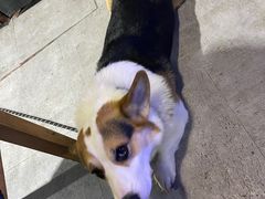 -阿尔法海鲜排档(爱琴海店)