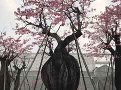 -万顷园艺世界