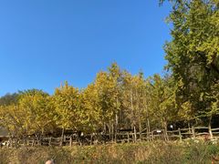 -千年银杏谷文化旅游区