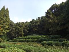 -龙井村