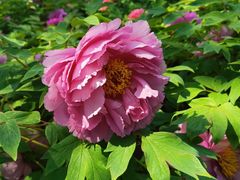 -莲花池公园