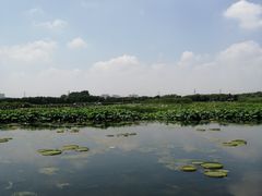 -荷塘月色湿地公园·向阳花洲