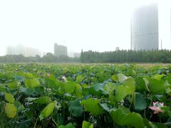 -艾溪湖湿地公园