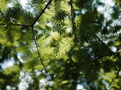 -黄海国家森林公园