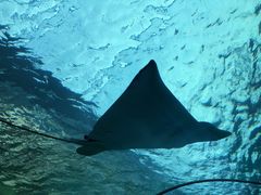 -悉尼海洋生物水族馆