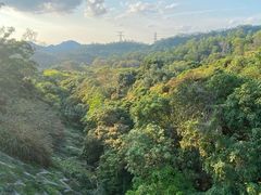 -深圳仙湖植物园