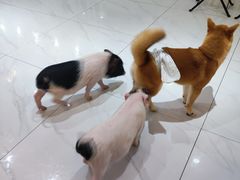 -柴源莊·柴小宠柴犬咖啡