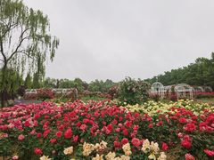 -石家庄市植物园